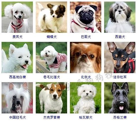 屬狗的|犬種列表